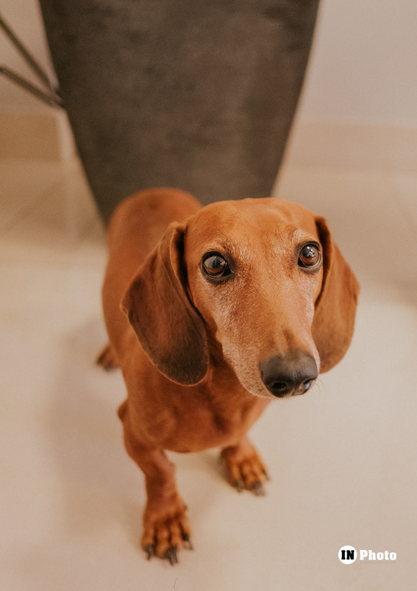 Foto LinNoiva se Casa Na Fazenda dos Pais Em Uma Linda Cerimônia Ao Ar Livre Rafaela E Frank - Imagem 11