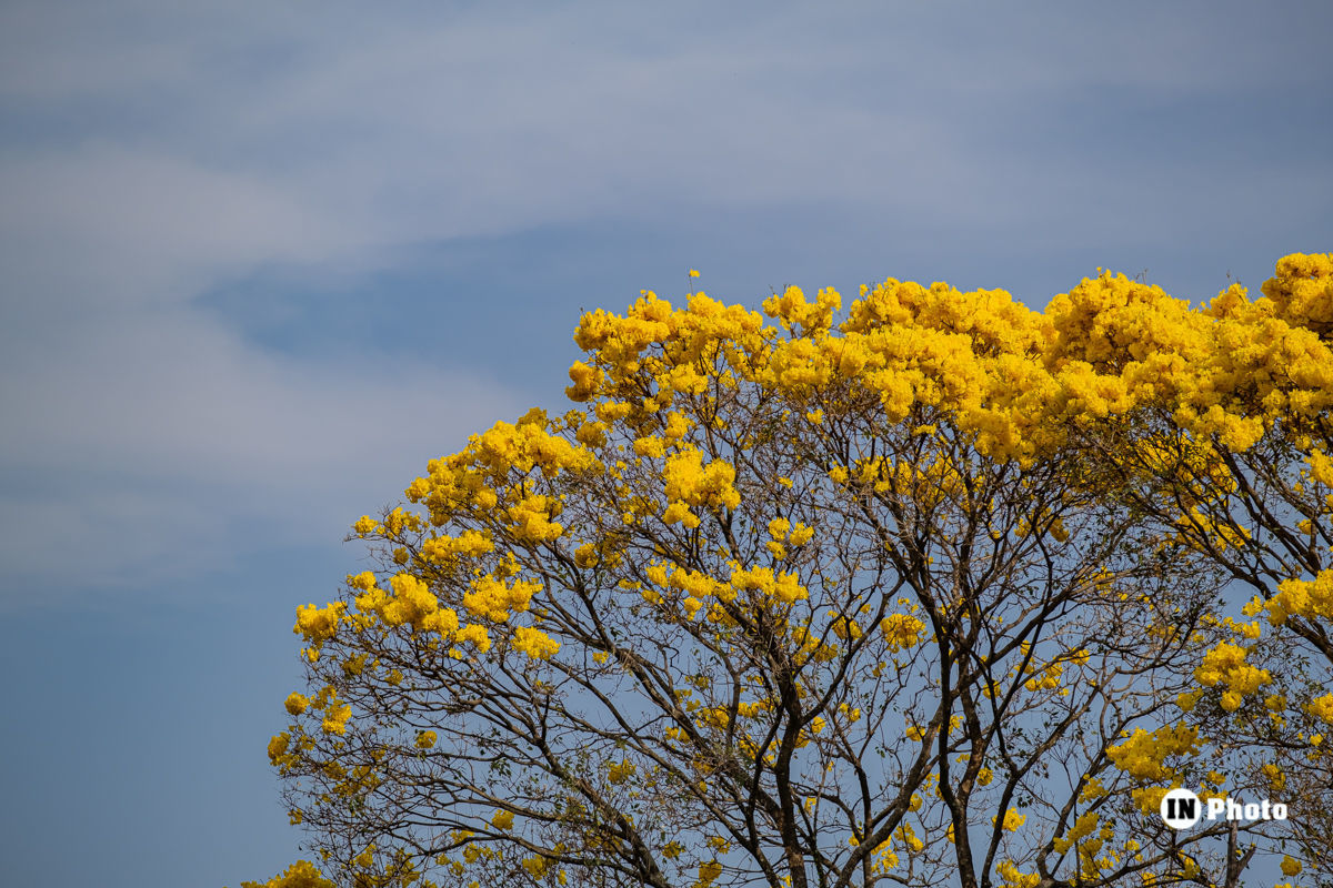 Foto Casamento Inspiração Ao Ar livre Final de Tarde No Espaço Casa Toscana Eventos Débora e Fernando - Imagem 70