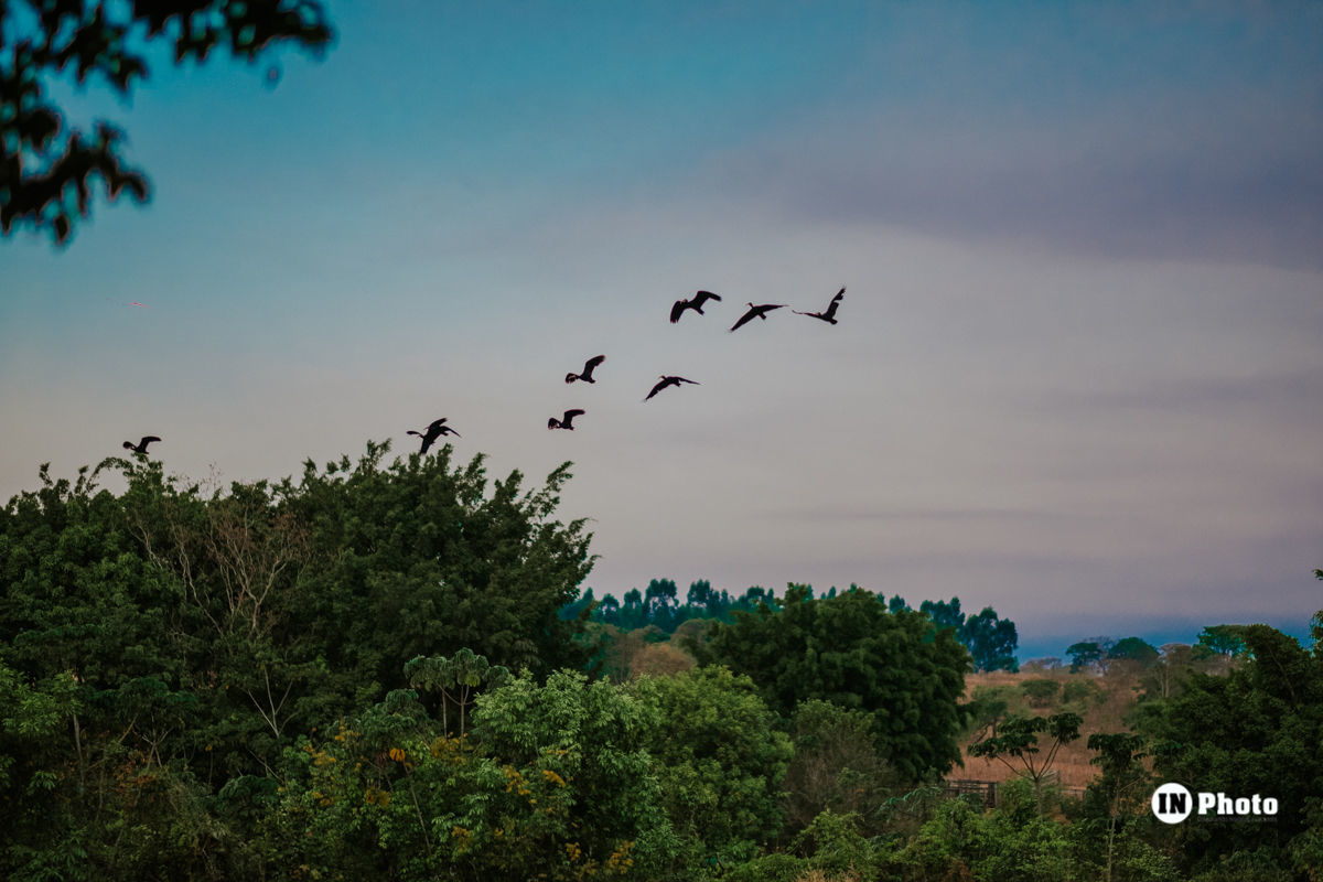 Foto Inspiração Casamento na Fazenda Água Limpa Milena e Paulo Sérgio - Imagem 63