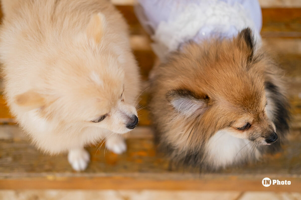 Foto Ensaio Fotográfico Pré Wedding Romântico Inspiração Villa Giardini Júlia e Bruno - Imagem 9